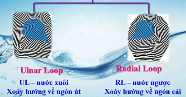 Phân biệt UL và chủng vân tay nước ngược RL