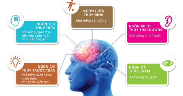 5 thùy não và chức năng cơ bản