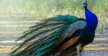 Cách nhận biết và đặc trưng tính cách của chủng Peacock Eye