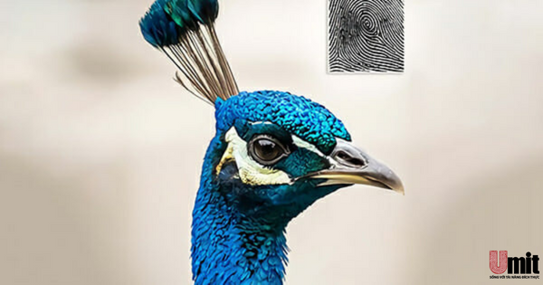 Chủng vân tay hiếm nhất thế giới - Peacock Eye (Chủng mắt công)